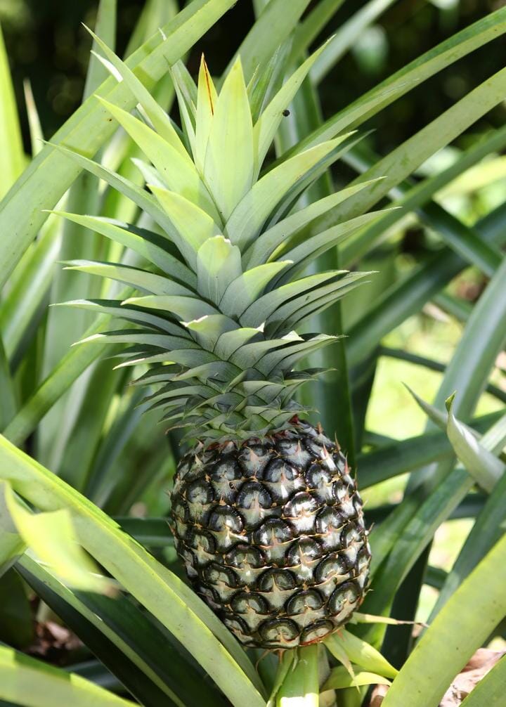 White Jade Pineapple Plant - Sweet, Low-Acid Tropical Fruit