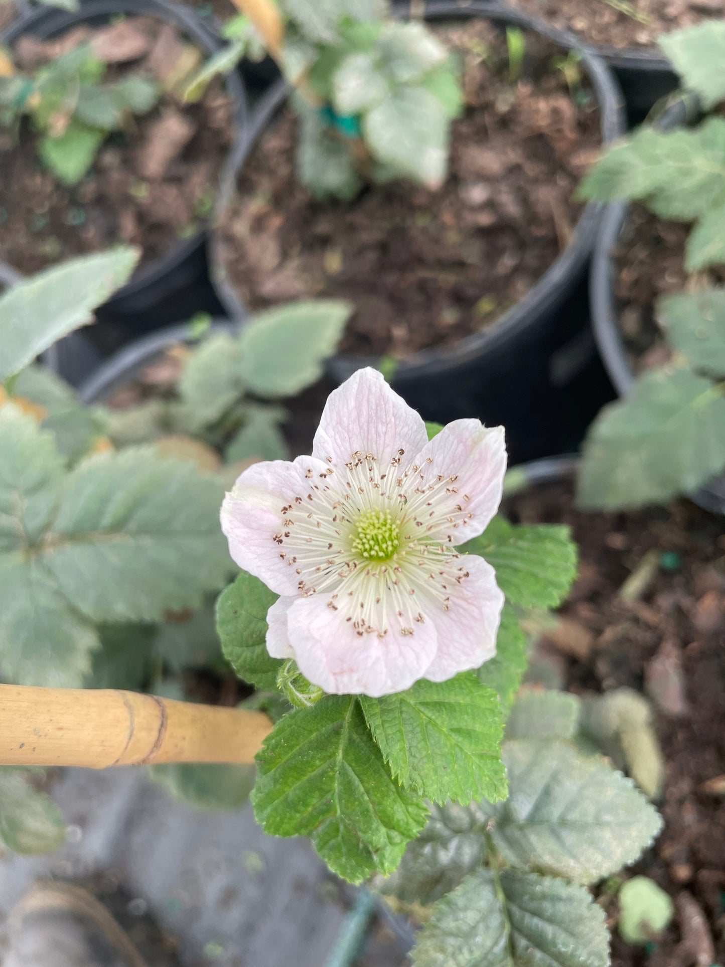 Von, Summer Bearing, Thornless Blackberry Plant