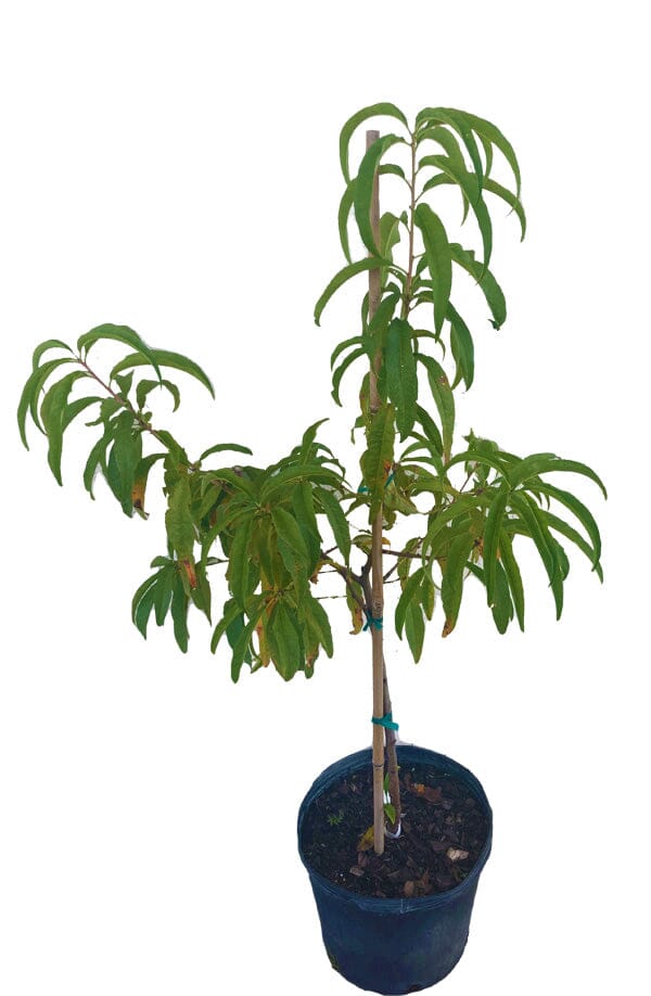 Tropic Beauty Dwarf Peach Tree Grafted Low Chill, Self-Fertile, Sweet & Juicy Fruit for Warm Climates