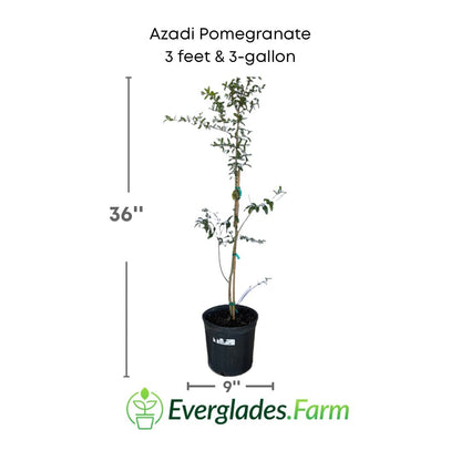 Azadi Pomegranate Tree