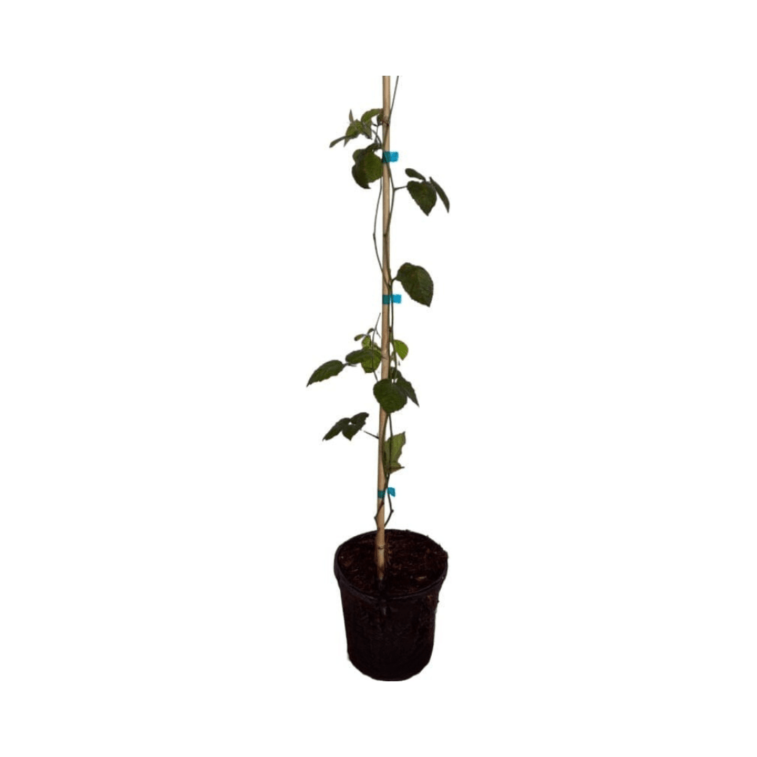Triple Crown Blackberry Plant