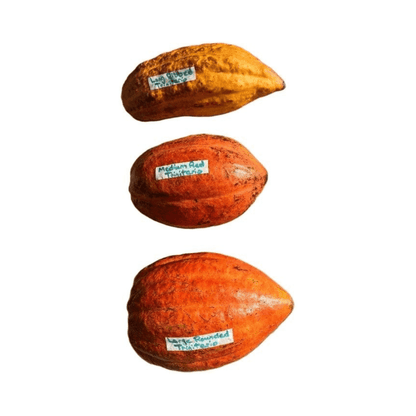 Trinitario Cacao Tree Yellow, Long Ribbed – Fruit-Bearing Theobroma Cacao Tree