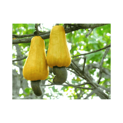 Cashew Tree, Yellow Fruit