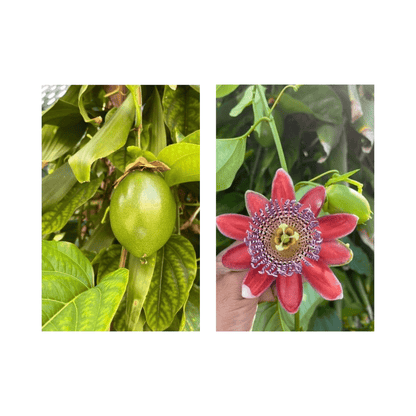 Mountain Sweet Granadilla Plant  Exotic Passiflora ligularis from Guatemala Yellow Fruit (ripe)