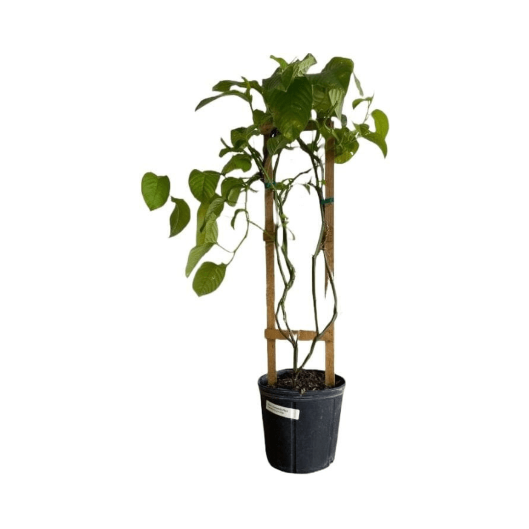 Giant Granadilla Plant