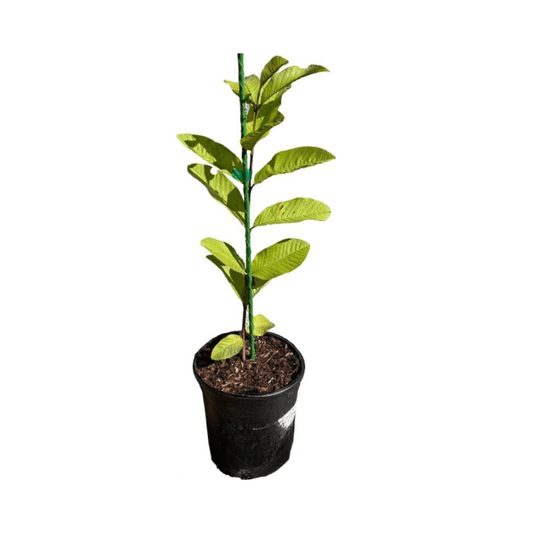 Barbie Pink Guava Tree