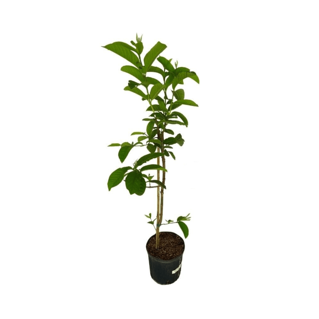 Barbie Pink Guava Tree