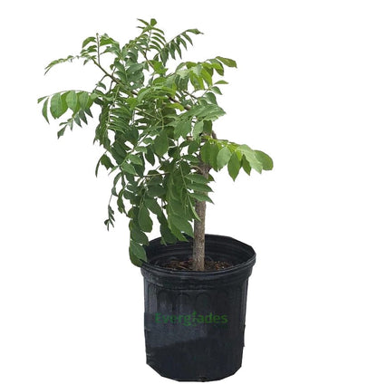 Red Spanish/Hog Plum, Ciruela, Jocote Rojo, Mombin Tree