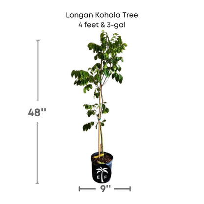 Longan Kohala Tree, Air-Layered