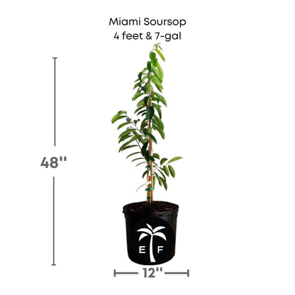 Soursop Guanabana from Seedlings Fruit Tree
