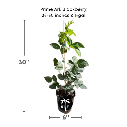 Prime-Ark® 45 Blackberry Plant