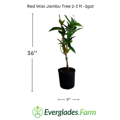 Red Wax Jambu Tree