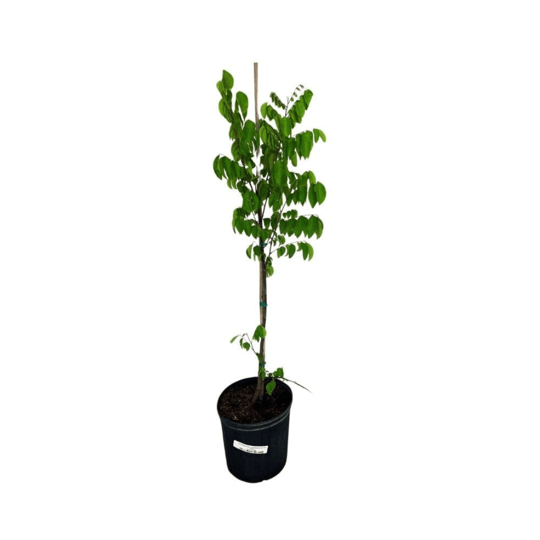 Arkin Star fruit Carambola Fruit Tree, Grafted