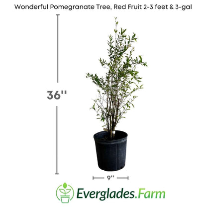 Wonderful Pomegranate Tree, Red Fruit