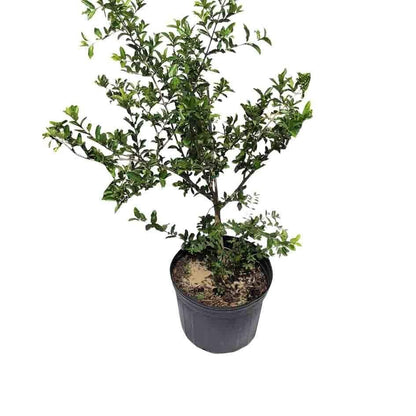 Barbados Cherry, Acerola, Guyana Cherry Tree