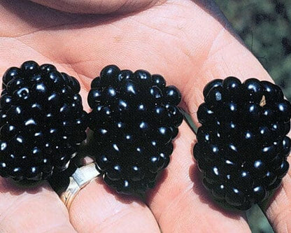 Apache Blackberry, Summer Bearing, Thornless, Plant