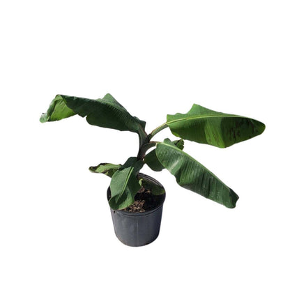 Kokopo, Patupi Dwarf Banana Plant