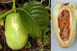 Giant Granadilla Plant