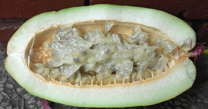 Giant Granadilla Plant