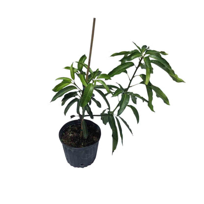 Glenn Mango Tree, Grafted