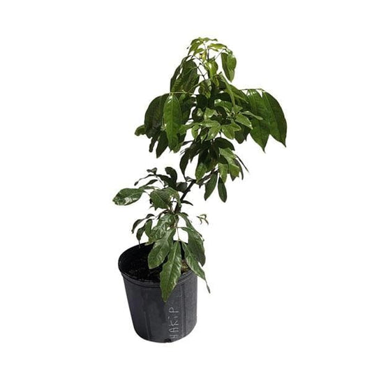 Hakip Lychee Tree, Air-Layered