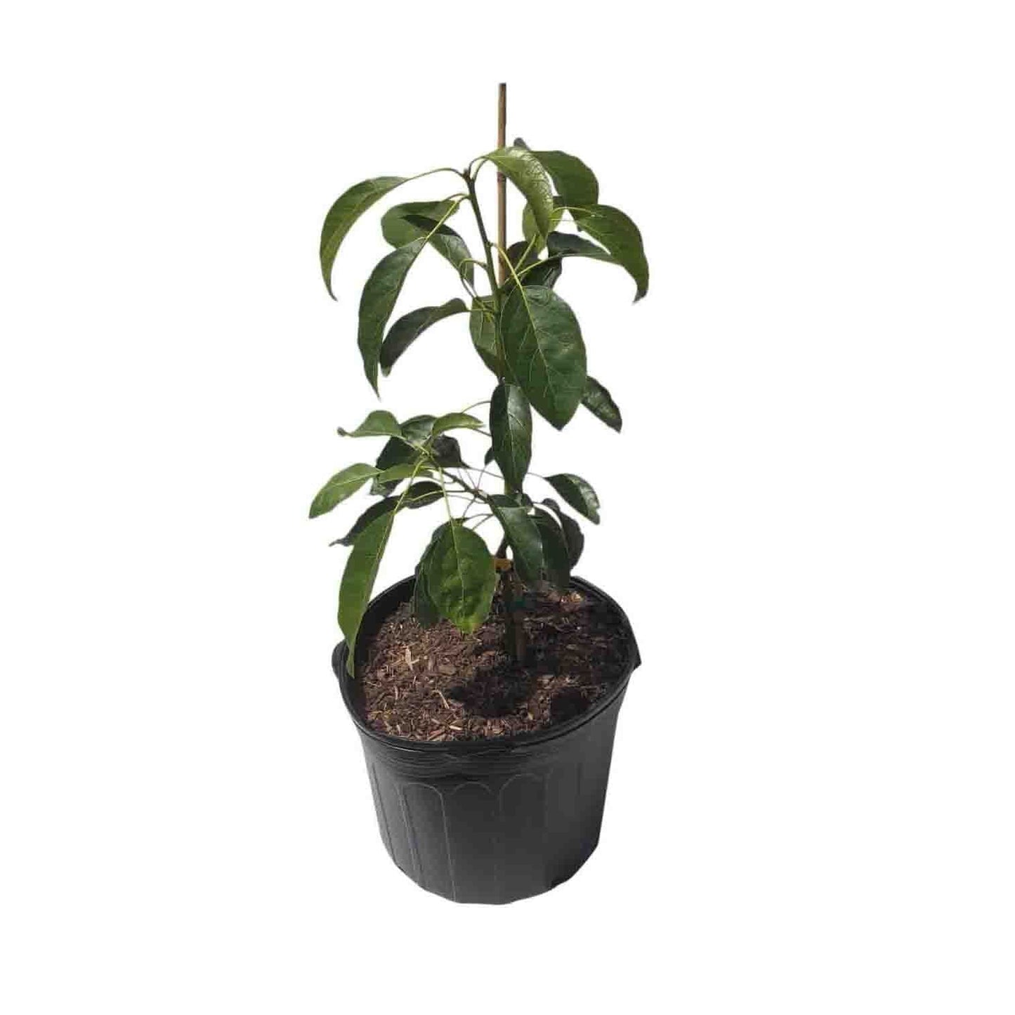 Hass California Avocado Tree, Grafted