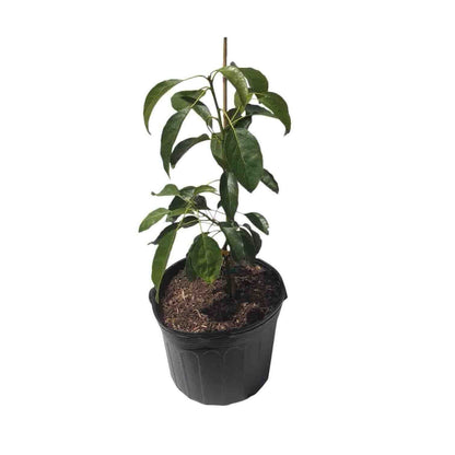 Hass California Avocado Tree, Grafted