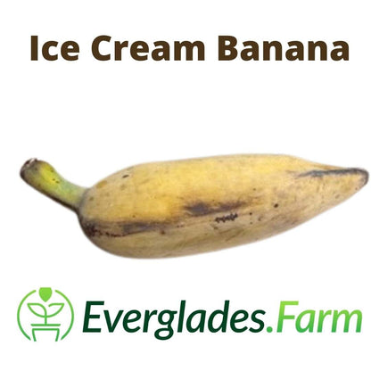 Ice Cream Blue Java Banana Plant