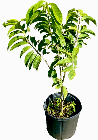 Red Custard Apple, Chirimoya Tree