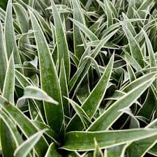 Juicy Pineapple Plant For Sale – Ananas comosus