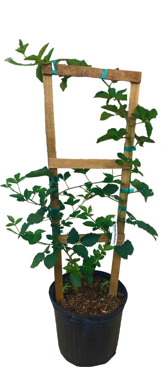 Von, Summer Bearing, Thornless Blackberry Plant