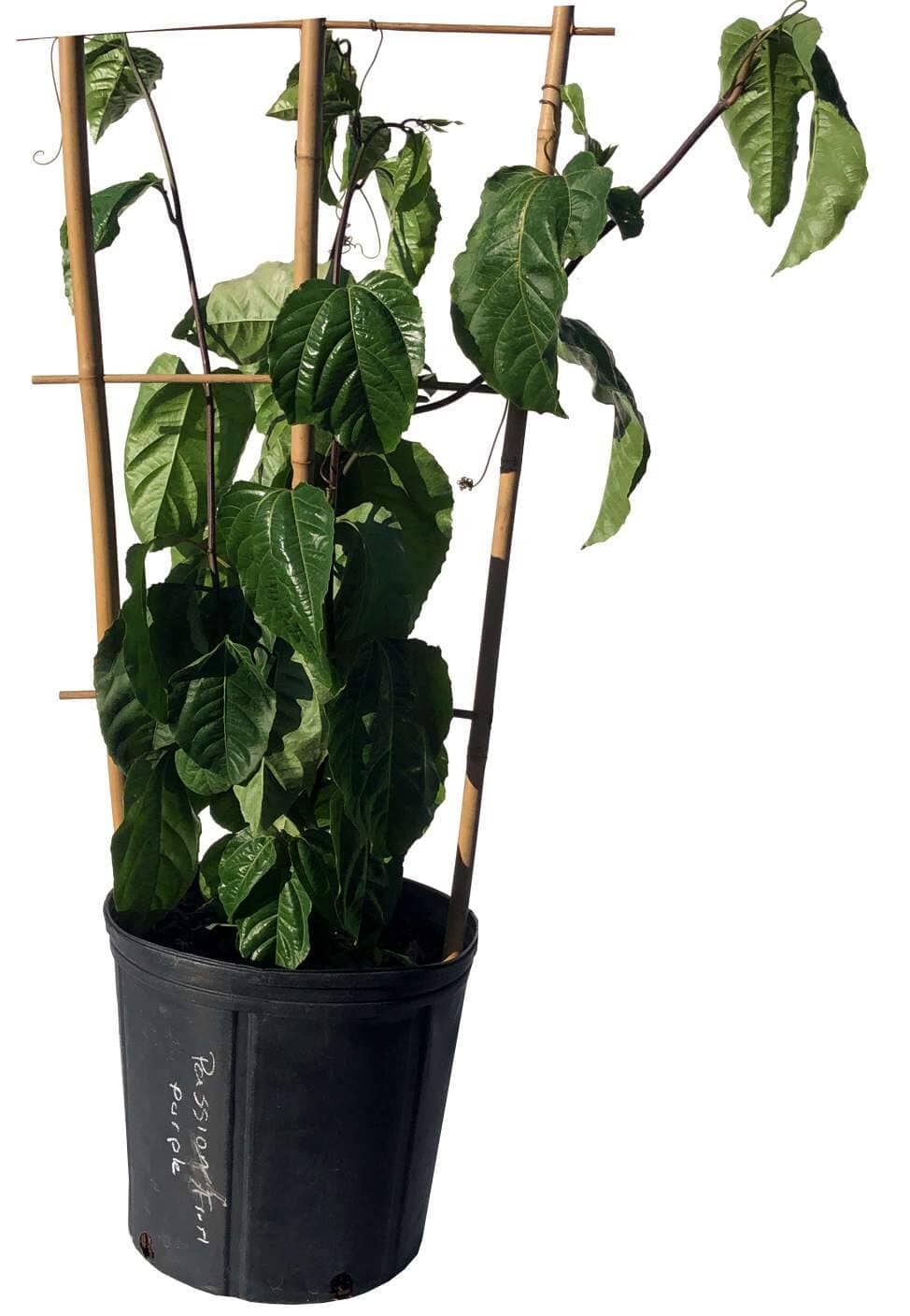 Purple Passion Fruit Vine Maracuya Morado