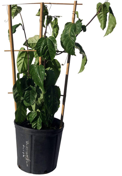 Purple Passion Fruit Vine Maracuya Morado