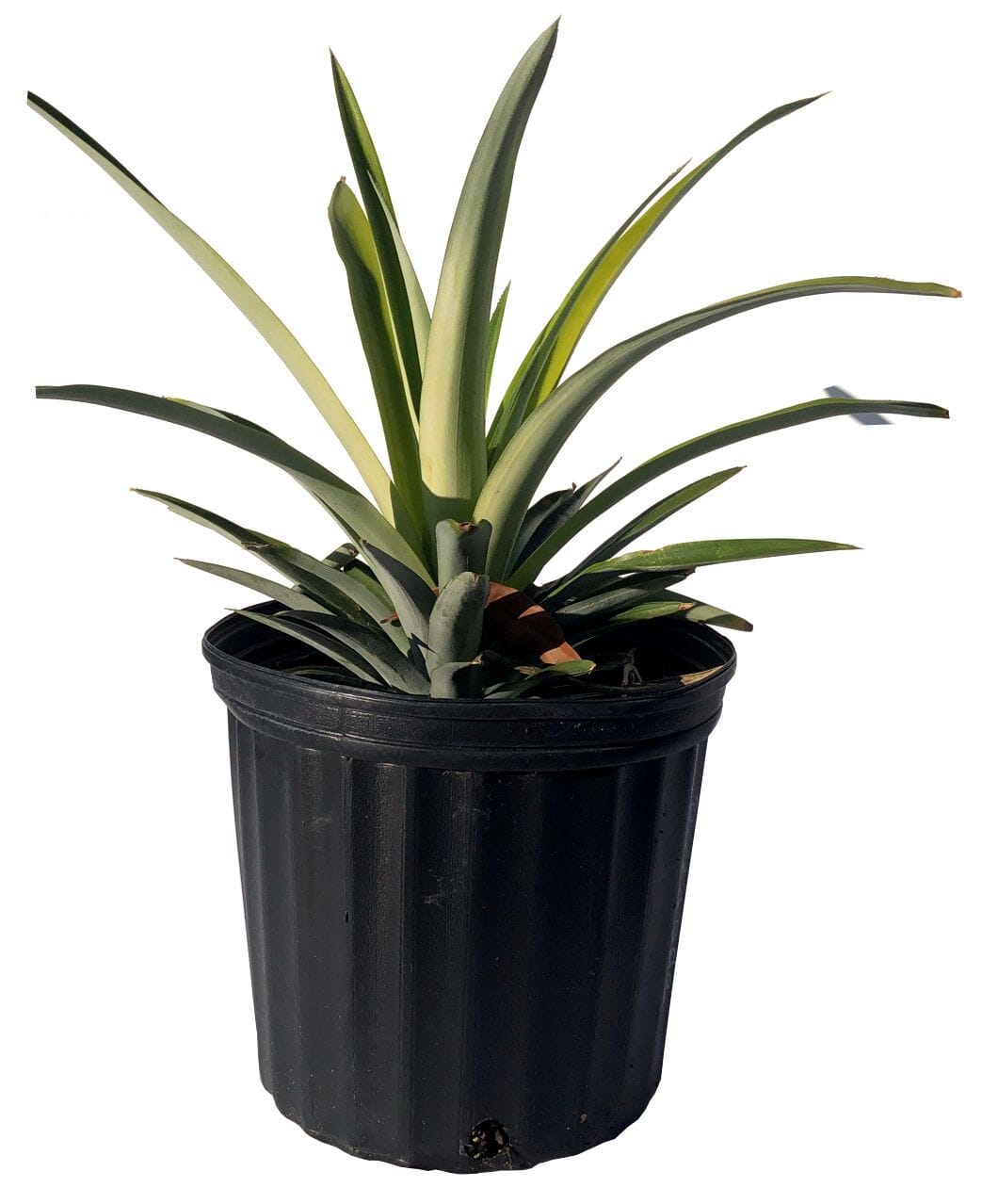 Elite Gold Pineapple Plant