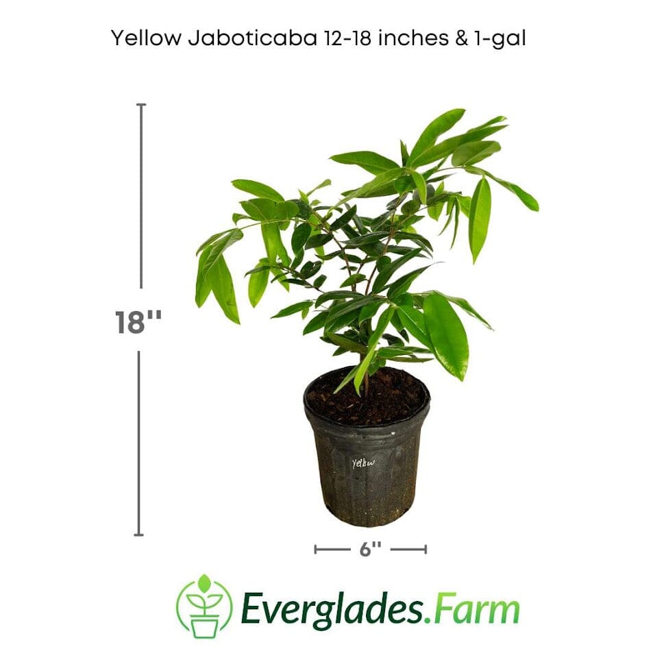 Jaboticaba Yellow  Tree