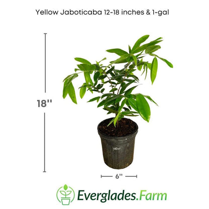 Jaboticaba Yellow  Tree