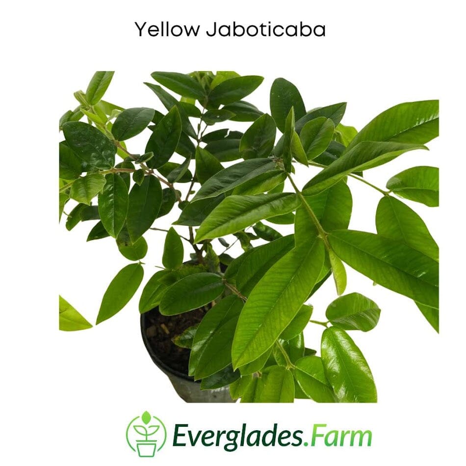 Jaboticaba Yellow  Tree